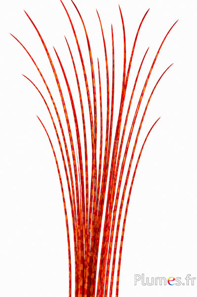 Strauss Kiel - 50-60 cm - orange-rot